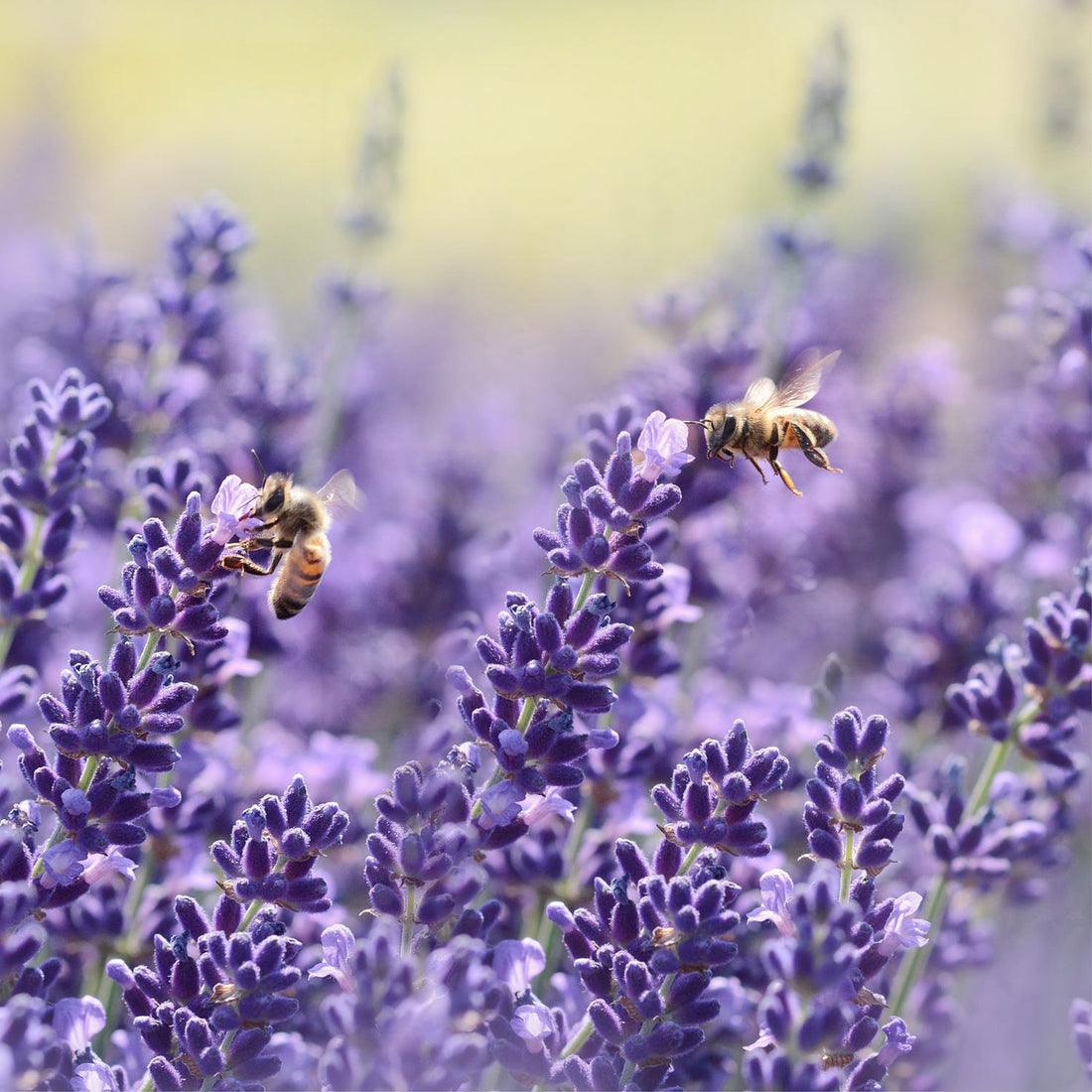 Plant a Bee-friendly garden